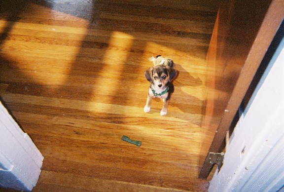 shadow Dog